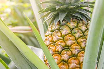 Boeren over de wereld: Verkoop ananassen stimuleert educatie in Costa Rica