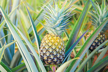 De ananas: vrucht van de gastvrijheid