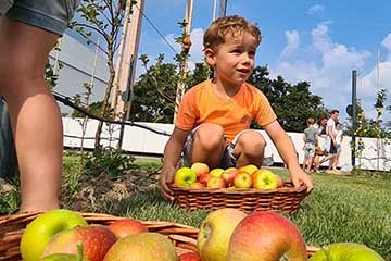 De appel valt niet ver van de boom: Kleinkinderen plukken de eerste oogst