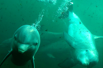 Dolfinarium, spetterende klant in kerstsferen