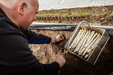 Gubbels’ witte goud: De groeiende aspergegekte