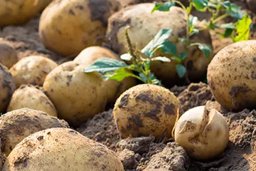 Het Aardappelseizoen: Nieuwe oogst van Hollandse bodem