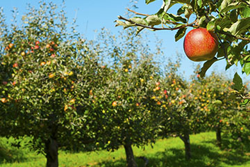 Leerbroek: De Smaakvolle Roots van Oer-Hollands Fruit
