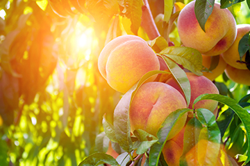Franse nectarines en perziken