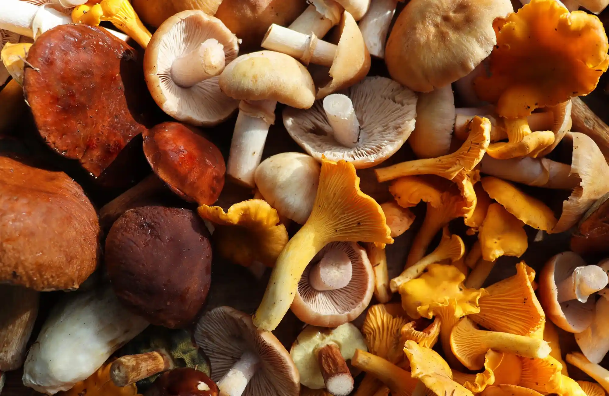 Wildseizoen met wildpluk paddenstoelen