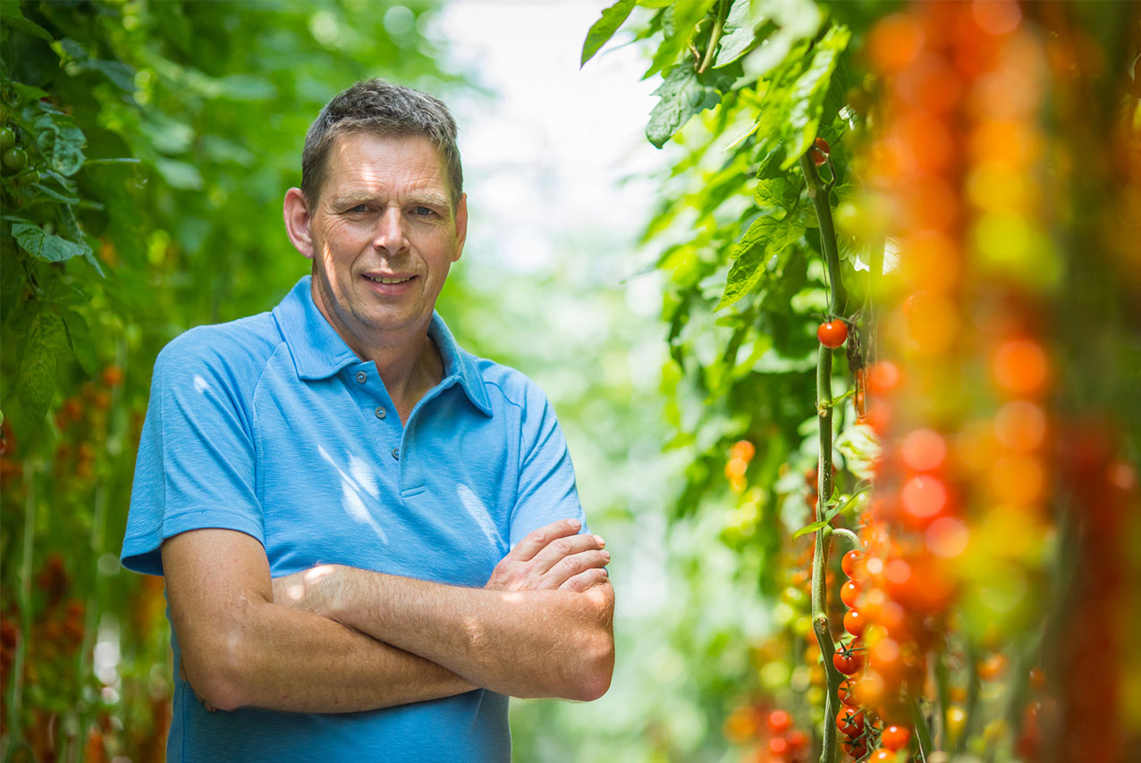 Duijvestijn Tomaten
