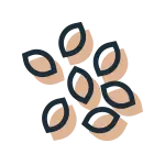 Sesamzaad - Ja