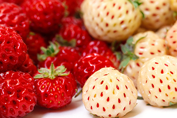 Speciale aardbeien, wat zijn de verschillen?