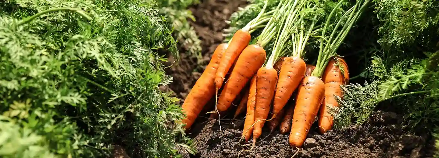 Wortels vers van het land