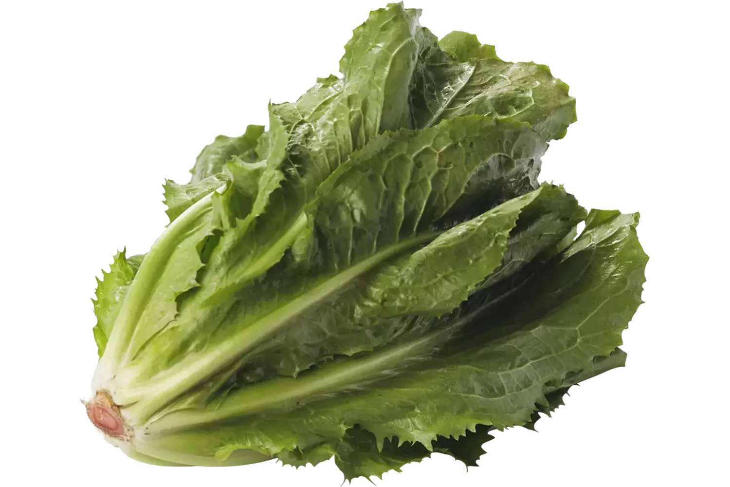 Endive holland +--800g pièce