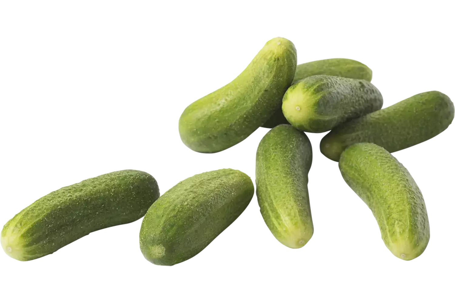 Cornichons frais caisse 10kg