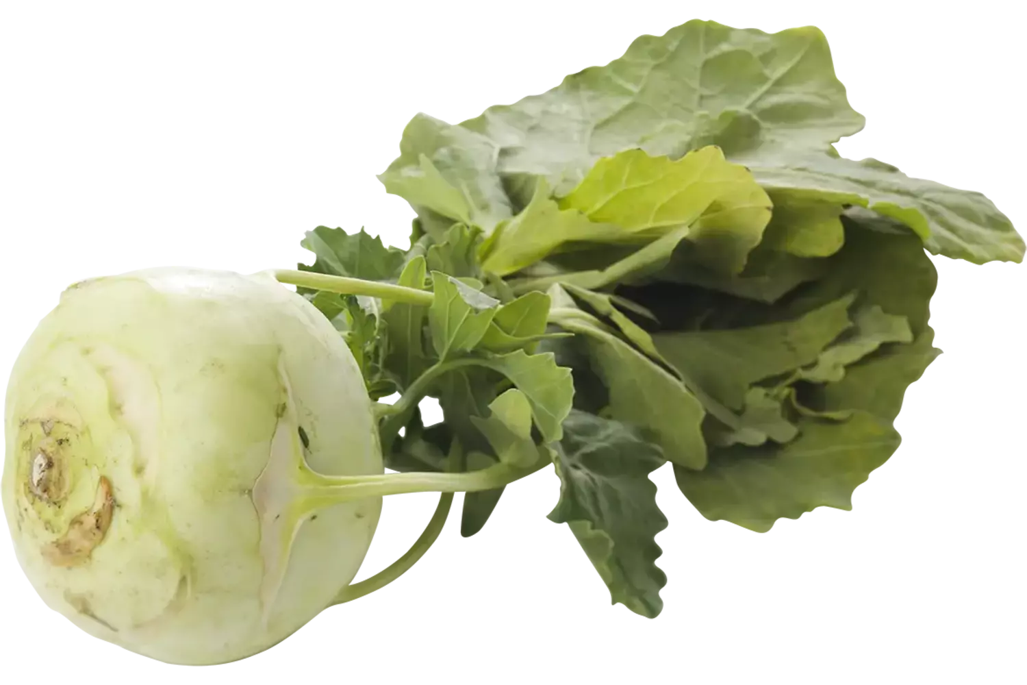Turnip Cabbage crade 20 pieces