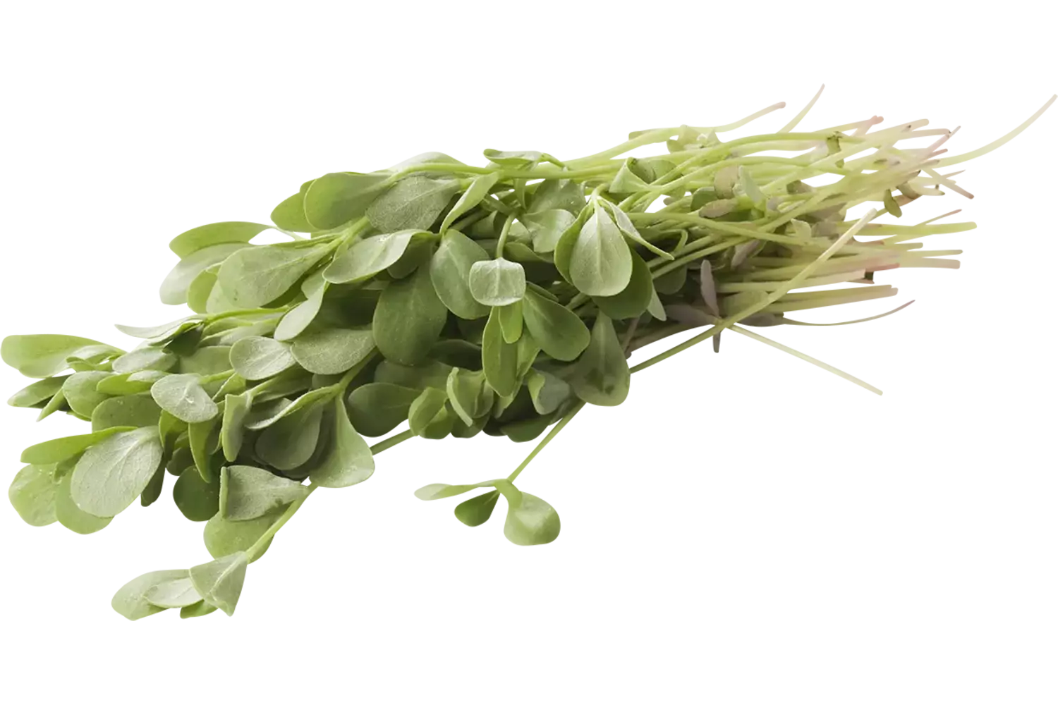 Postelein verpakt 250gr