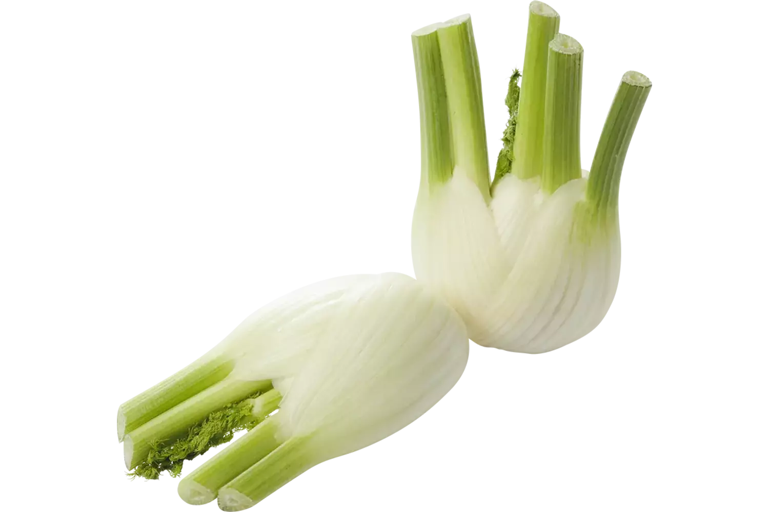 Venkel (+-- 375 gr)