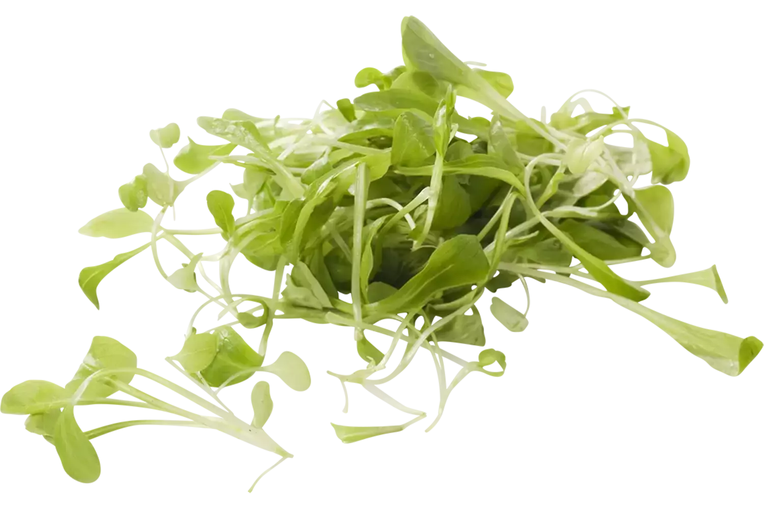 Broeivet kist 1 kilogram