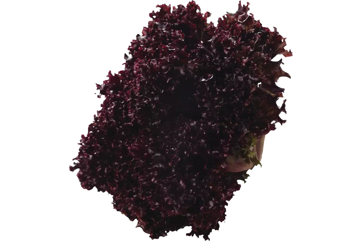 Lollo rosso stuk