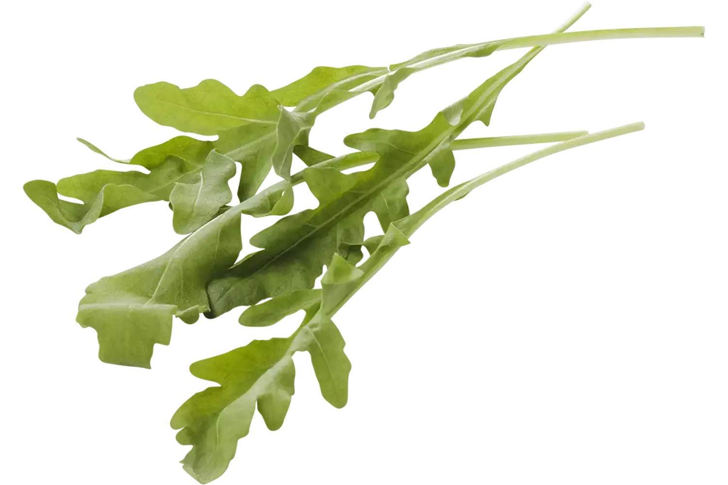 Feuilles de roquette caisse 1kg
