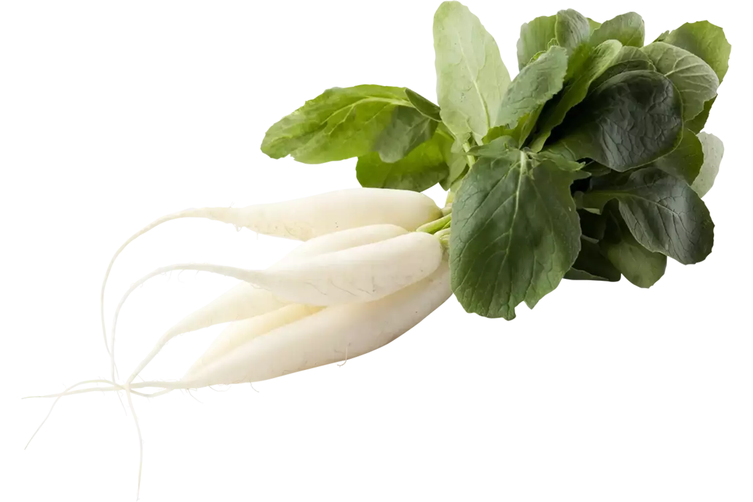 Radis blanc pièce
