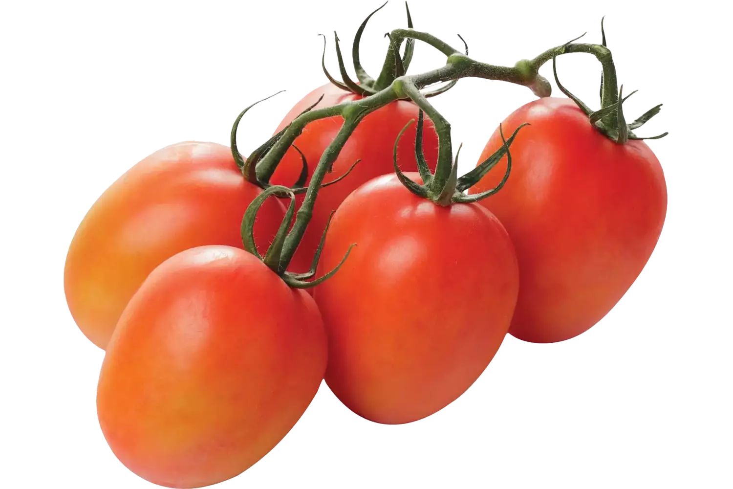 Pruimtrostomaten verpakt 750gr