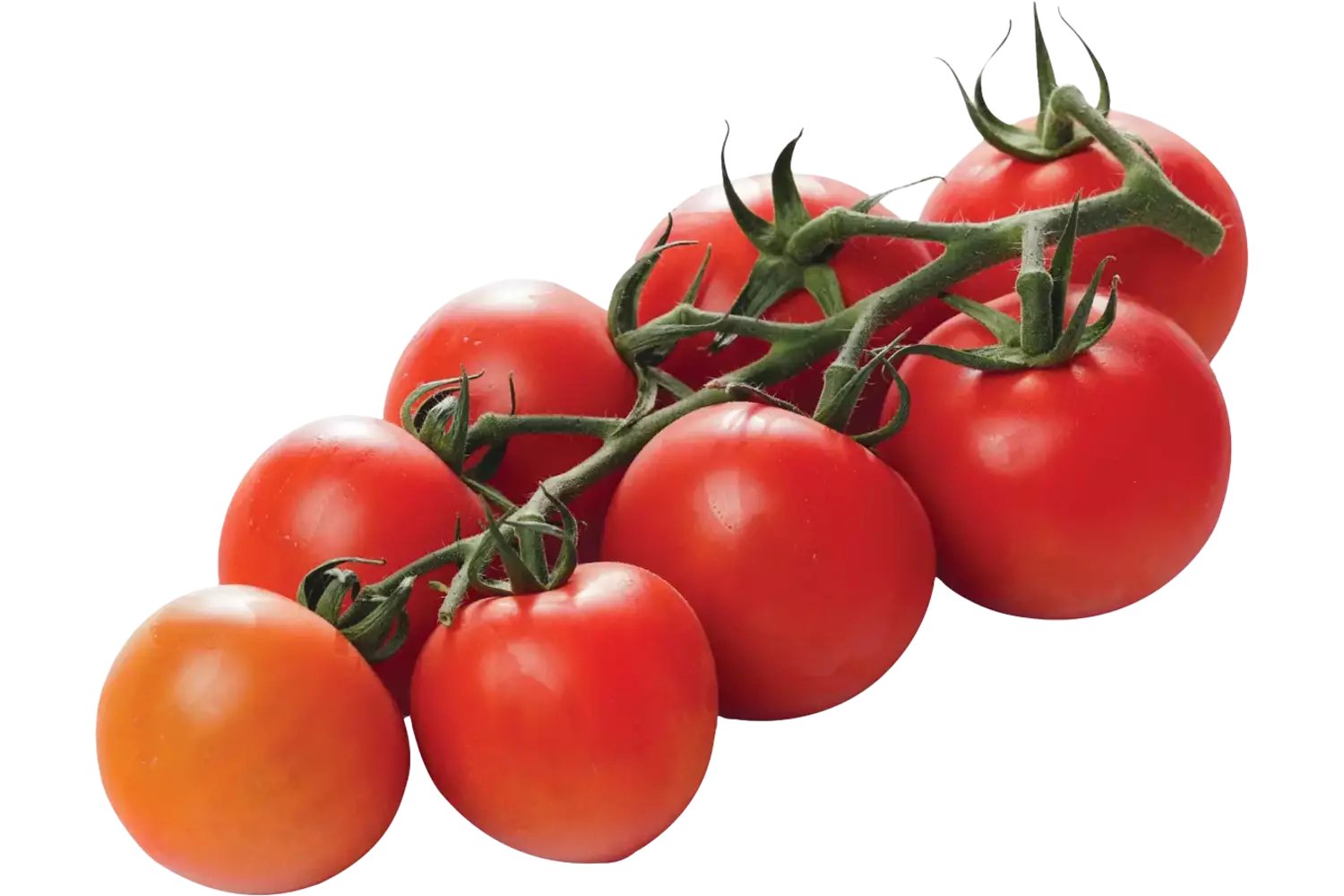Tasty Tom Tomato