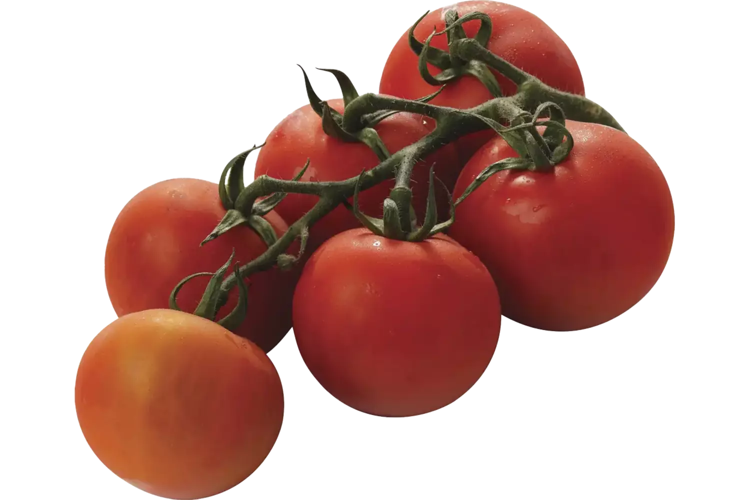 BIO Trostomaten verpakt 500gr stuk