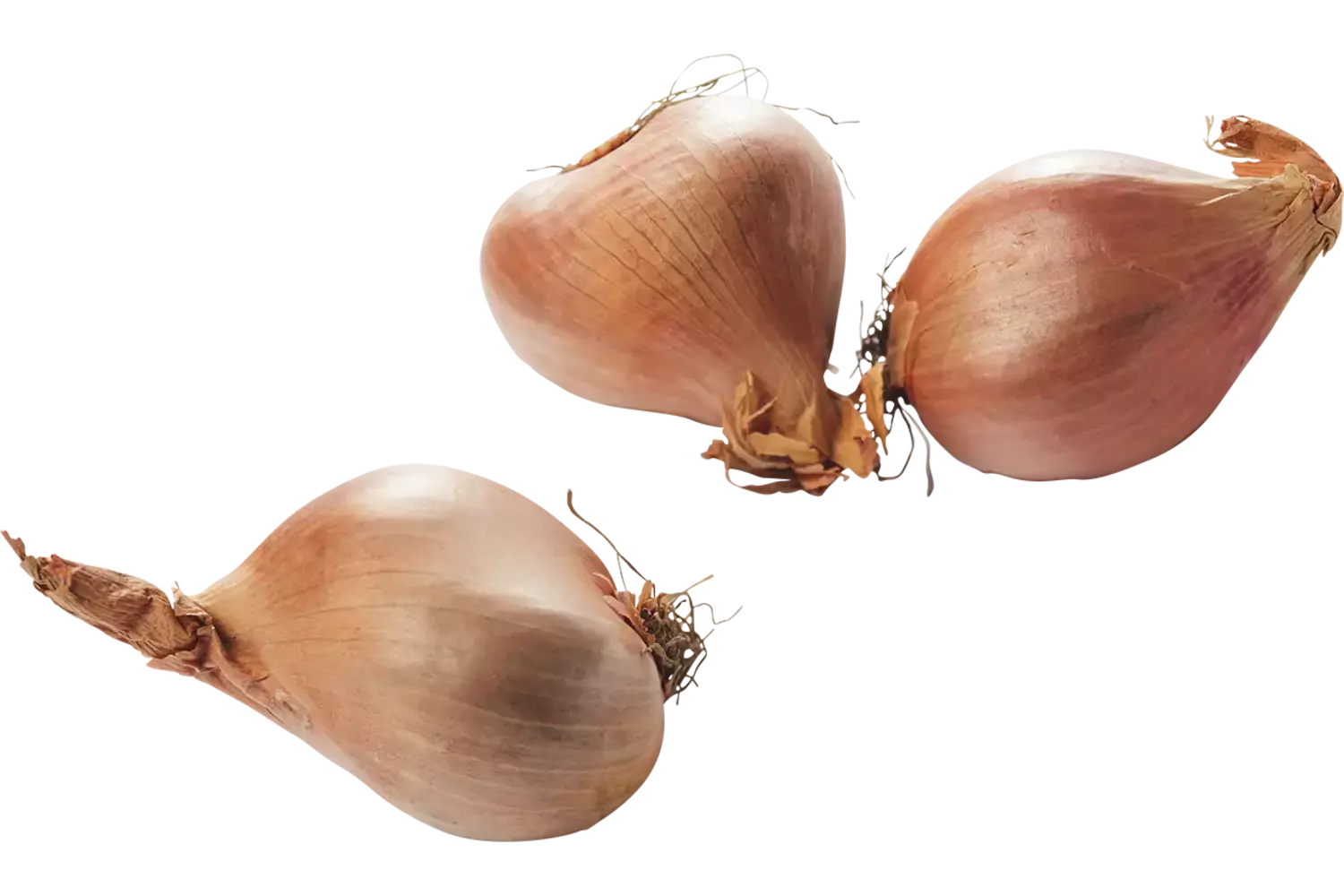 Sjalotten kist 5 kilogram
