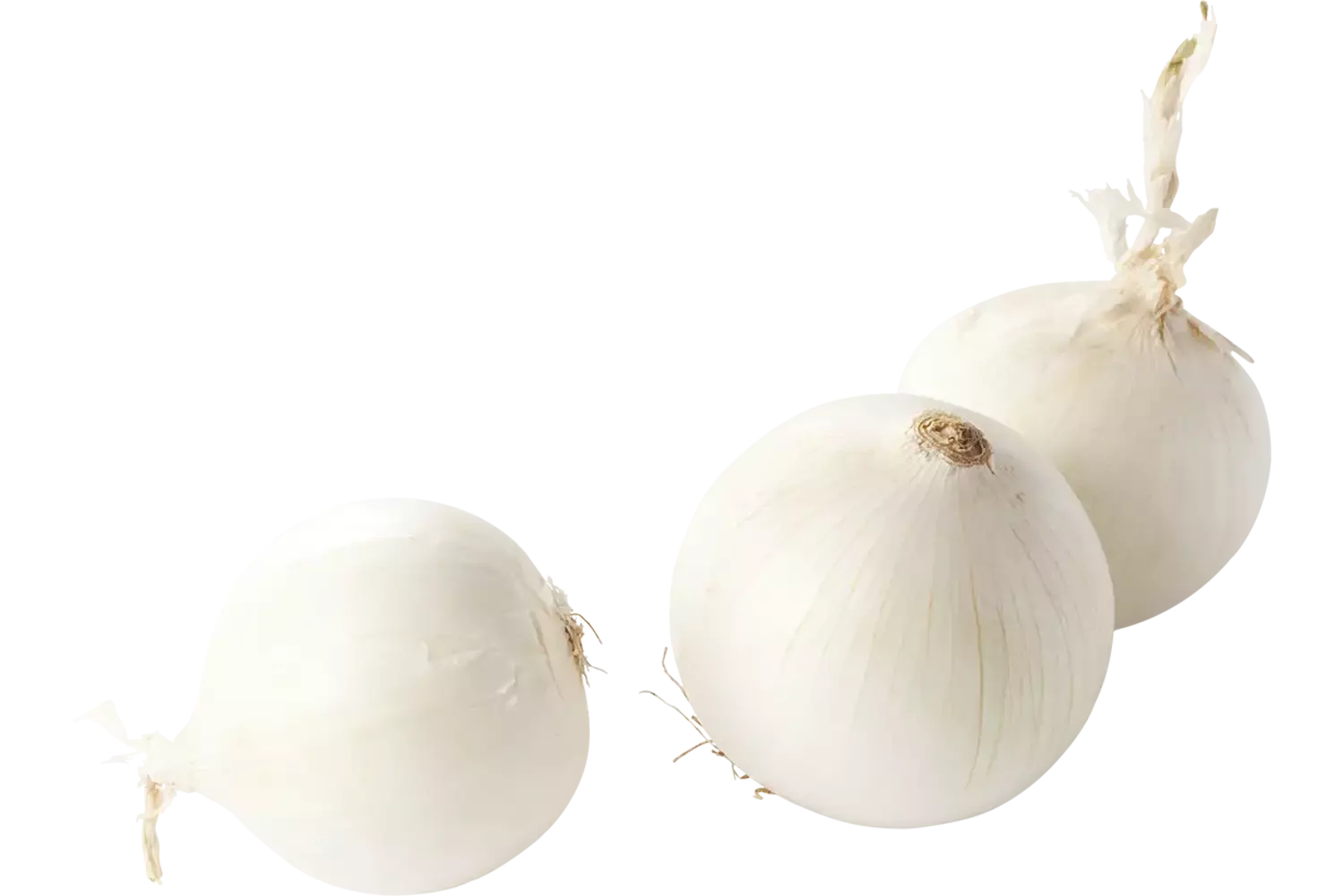 Witte uien kist 10 kilogram