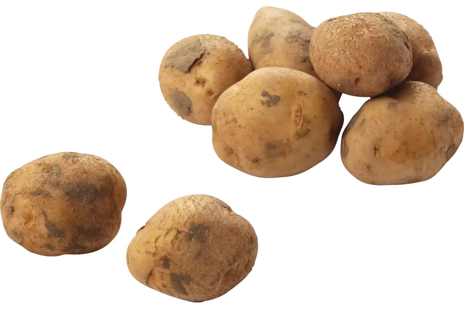 Bildstar potatoes 2,5 kg piece