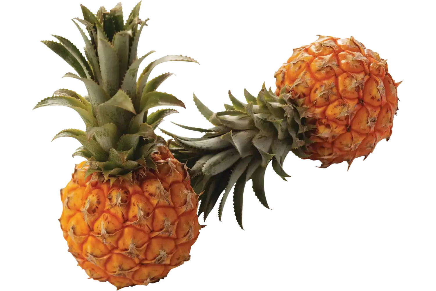 Baby ananas kist 10 stuks