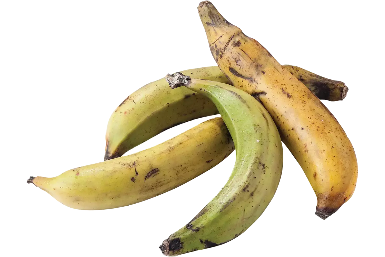 Bakbananen kist 15 stuks