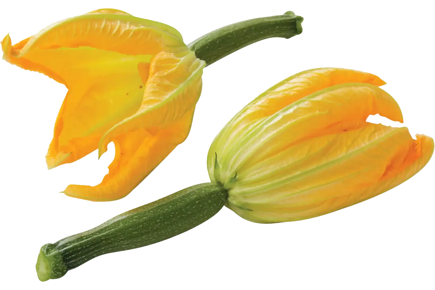 Fleur de courgette caisse 15pc