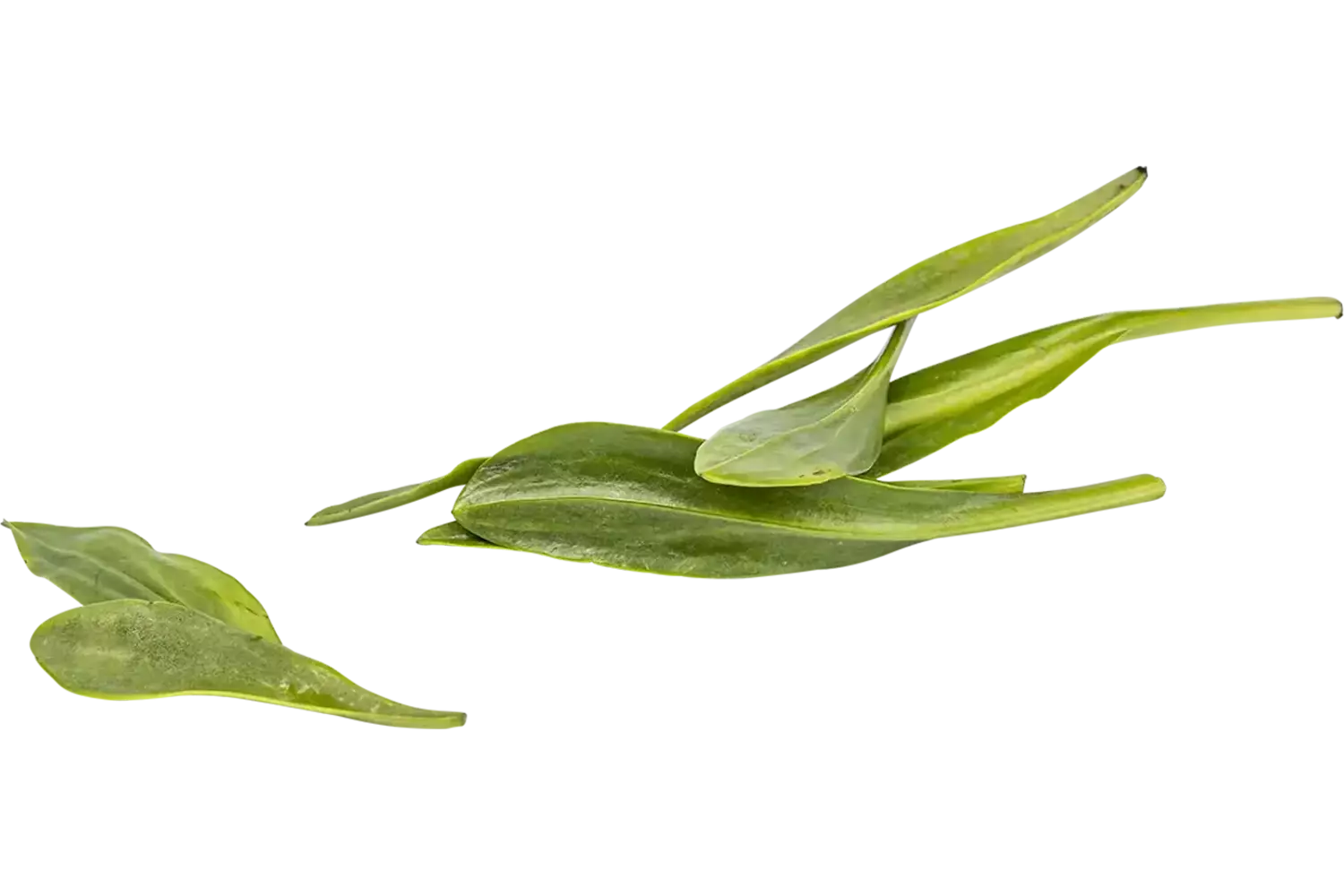 glasswort-sea aster crade 1 kilo