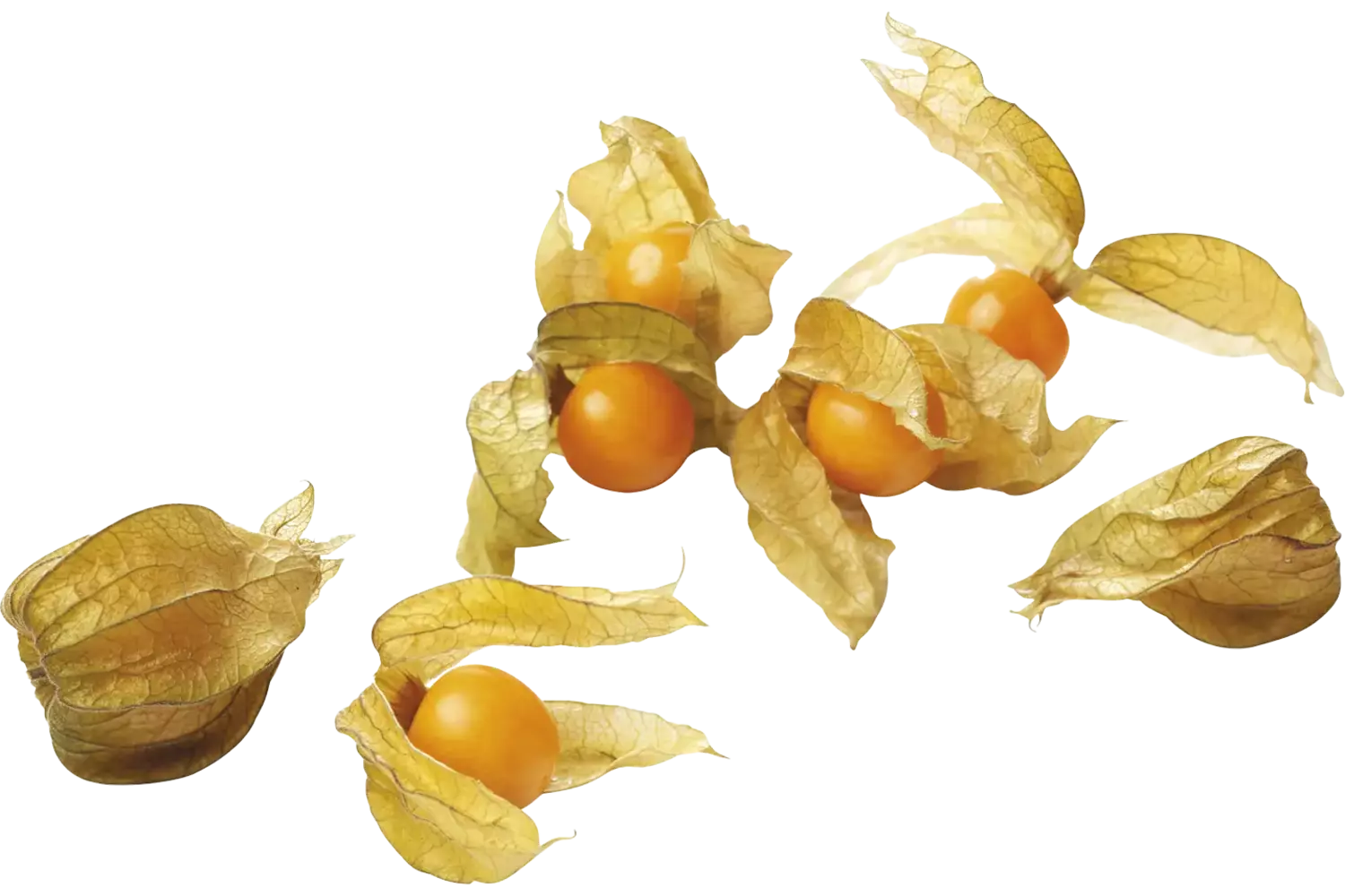 Physalis pièce