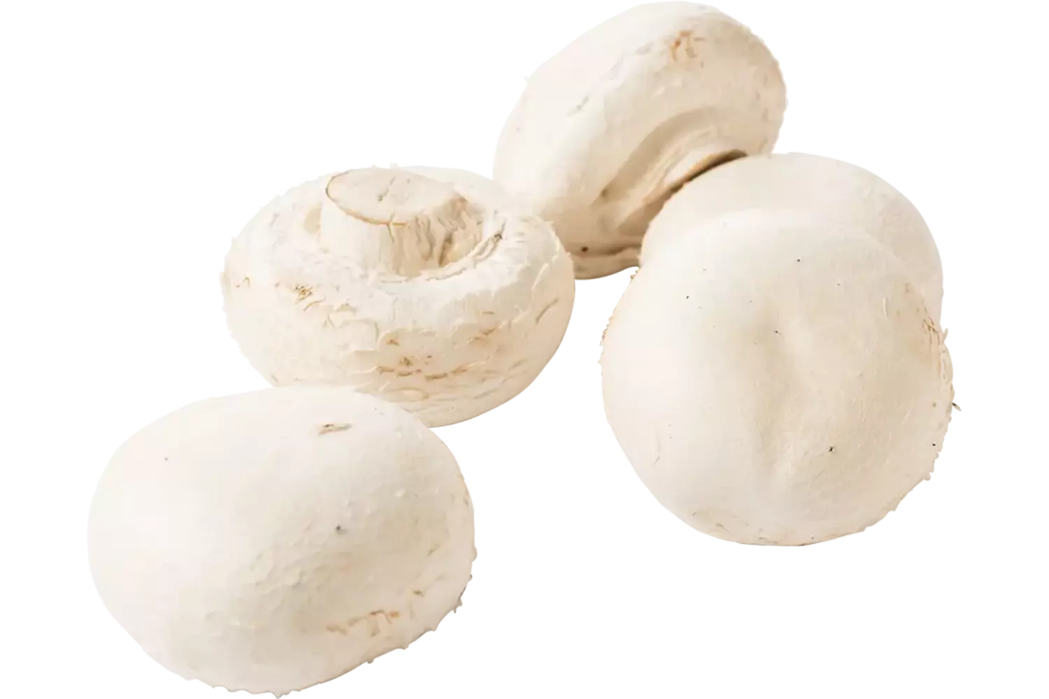 Champignons reuze 500gr kist 4 stuks