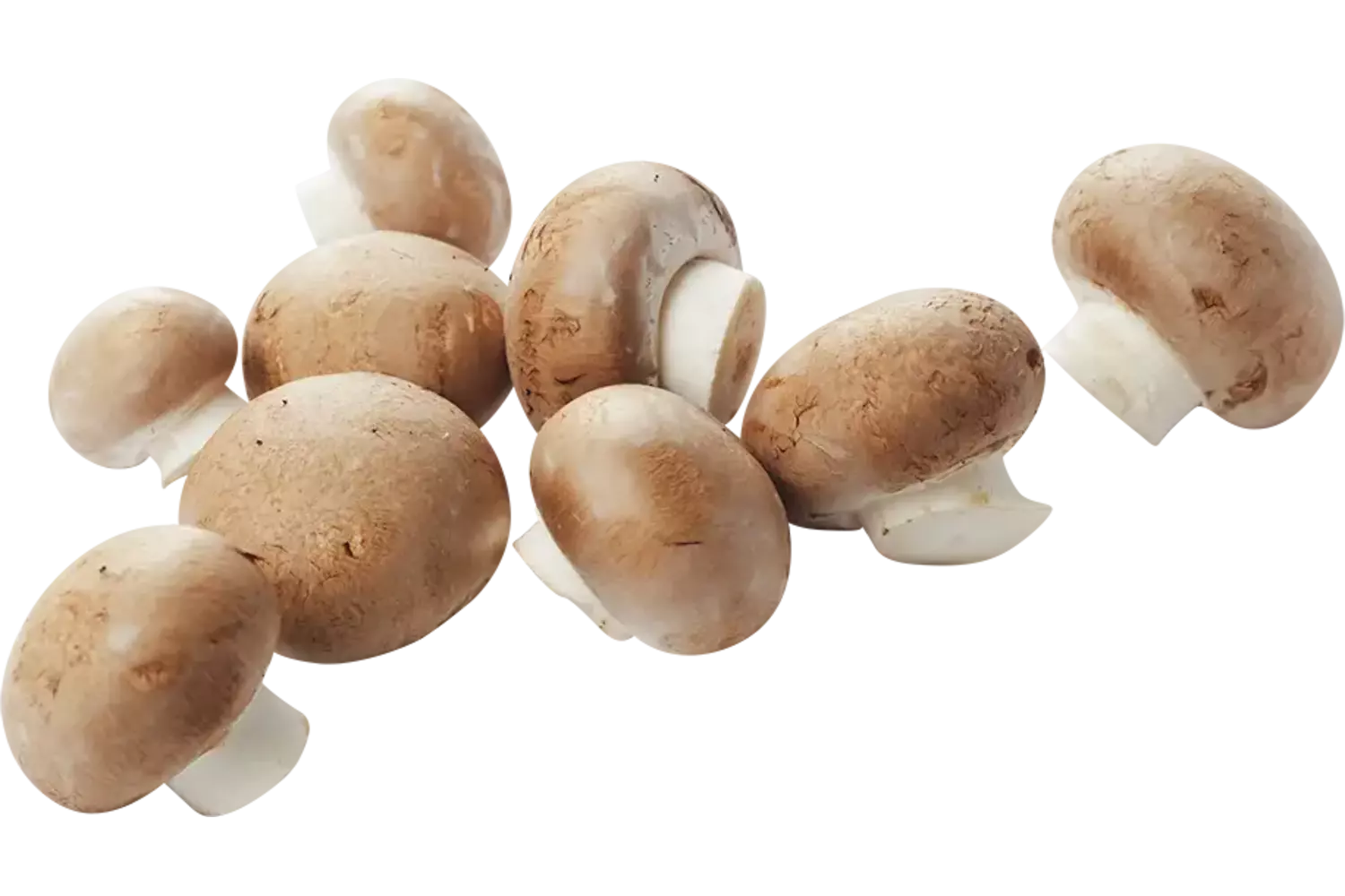 Kastanje champignons los kist 4 kilogram