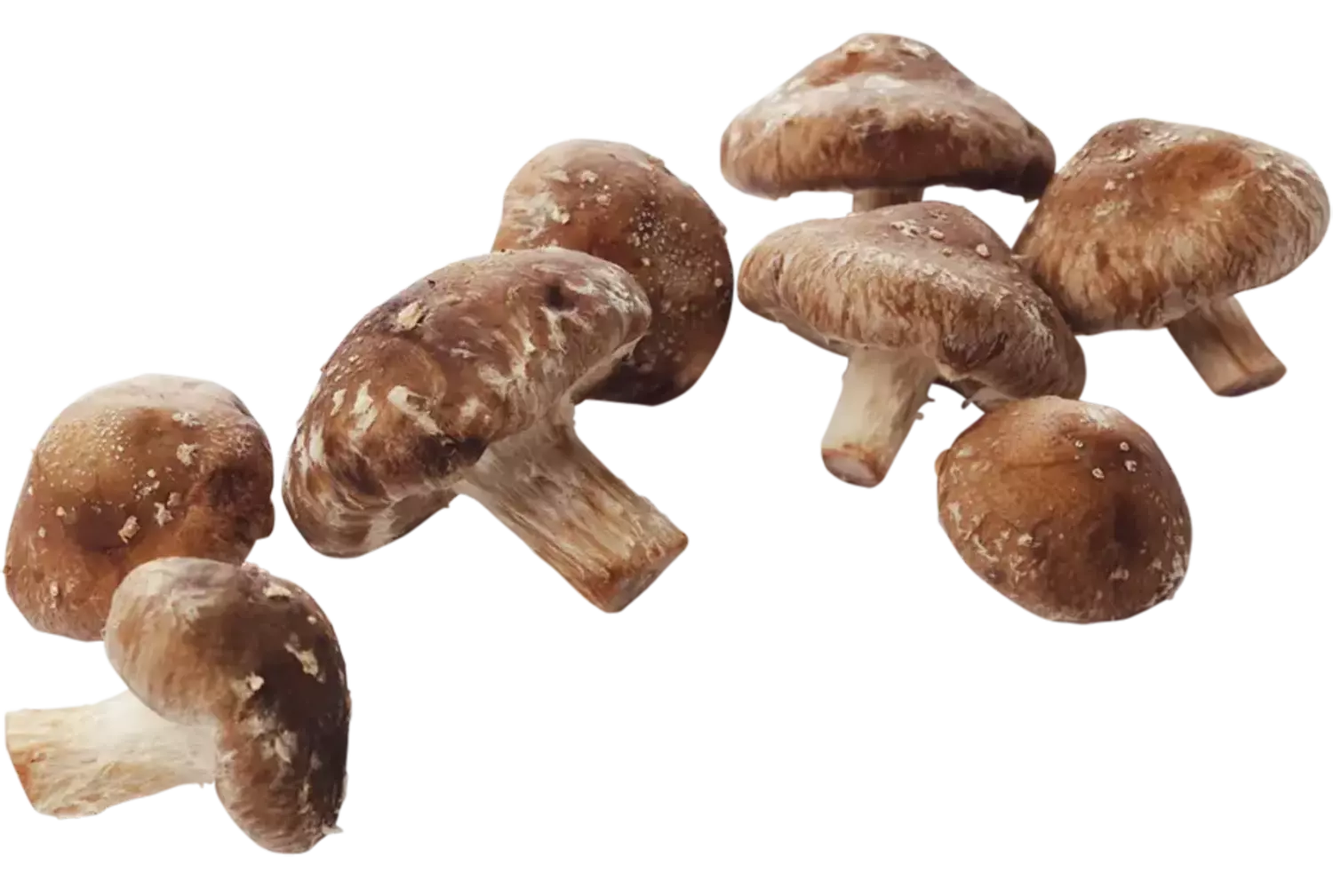Shiitake 500 gr crade 4 pieces