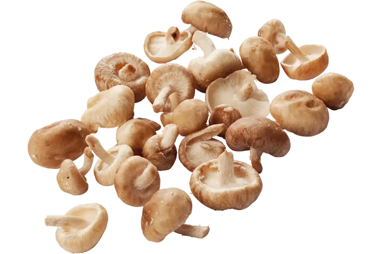 Shiitake mini 500 gr crade 4 pieces