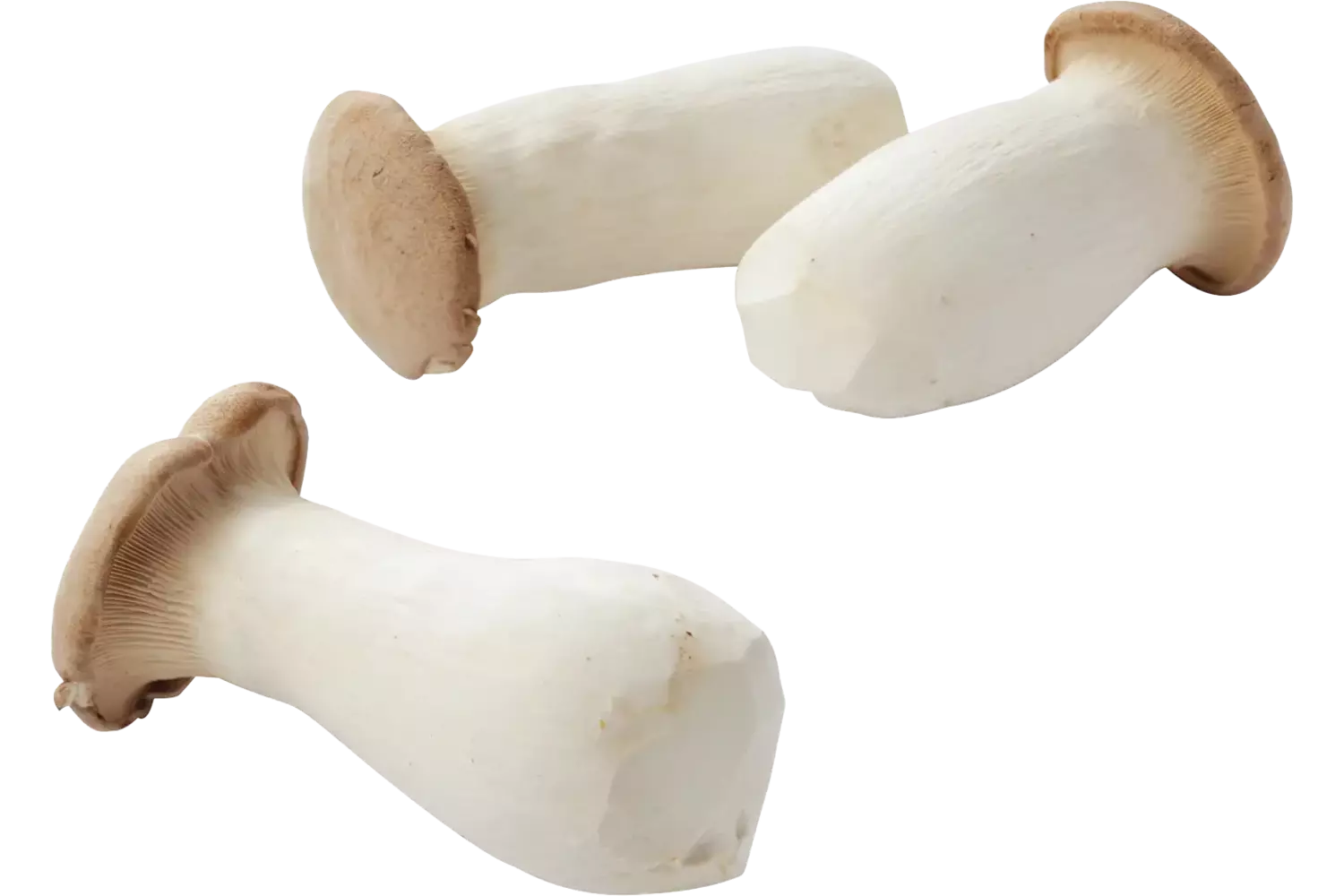 King Oyster crade 4 kilo