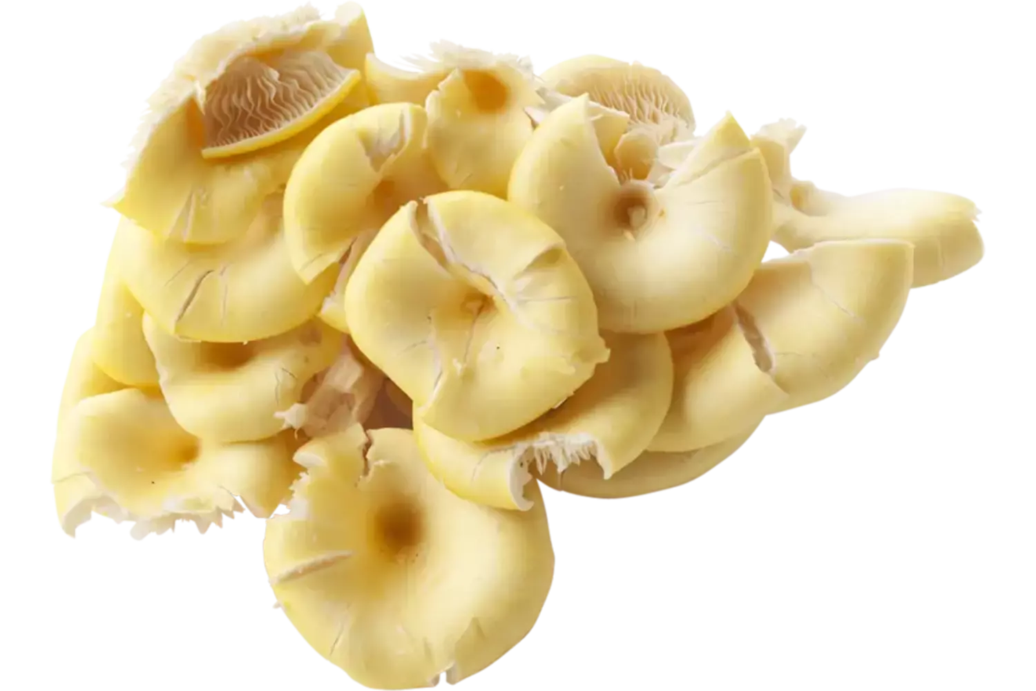 Yellow oyster mushroom crade 1 kilo