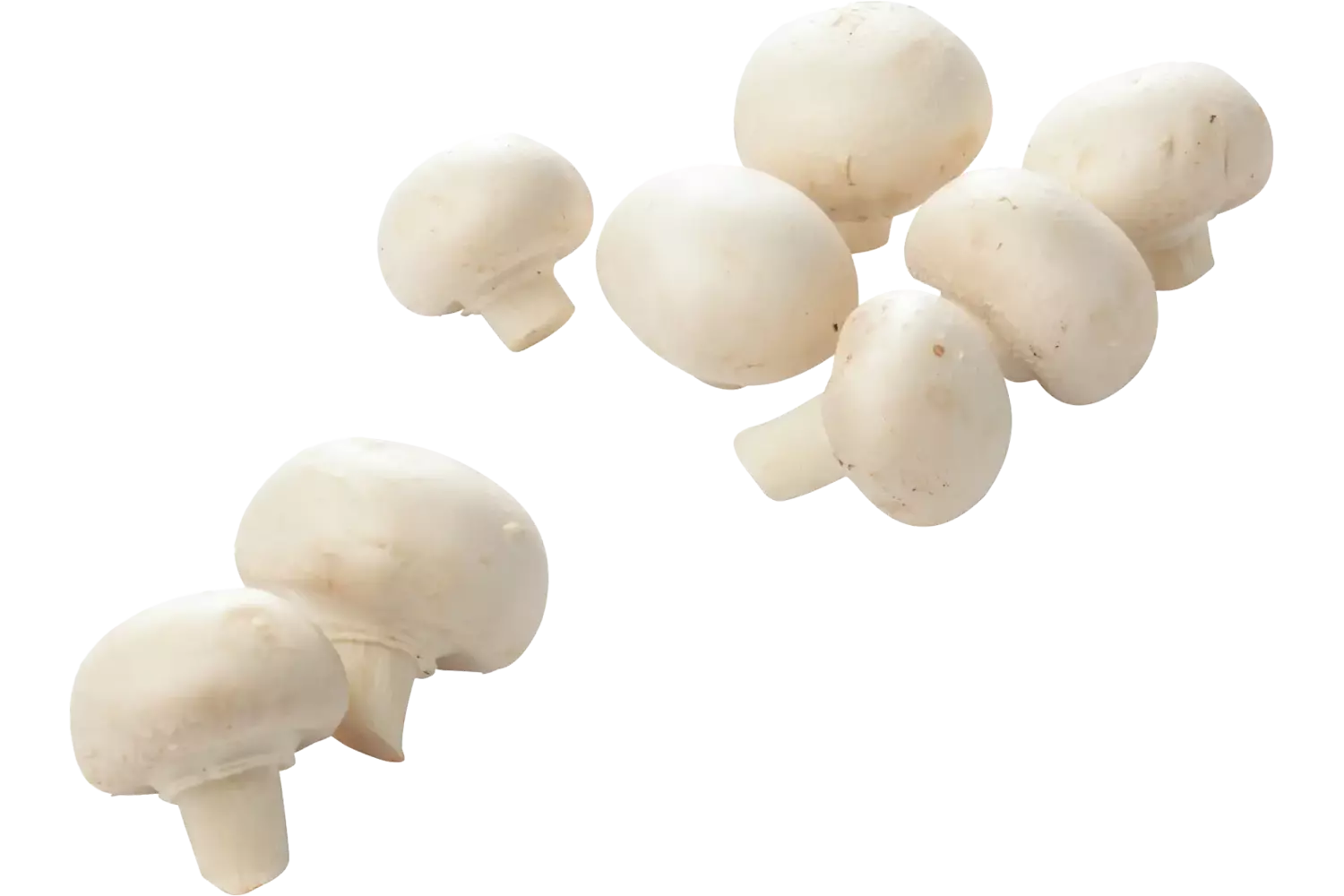 Champignons fijn los kist 4 kilogram