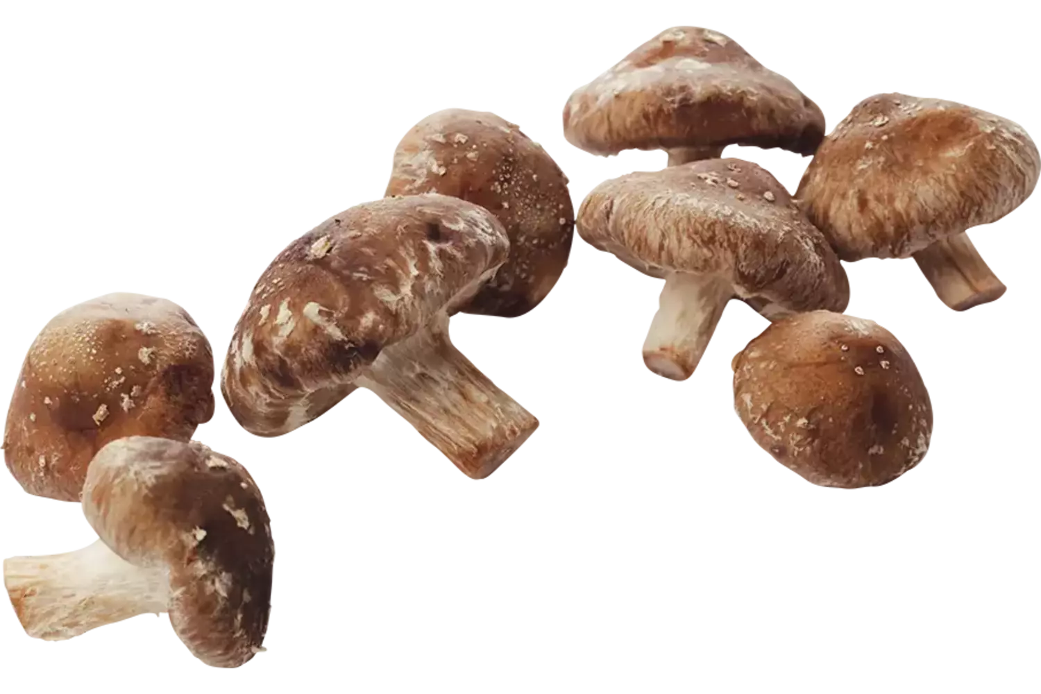 Shiitake crade 2 kilo