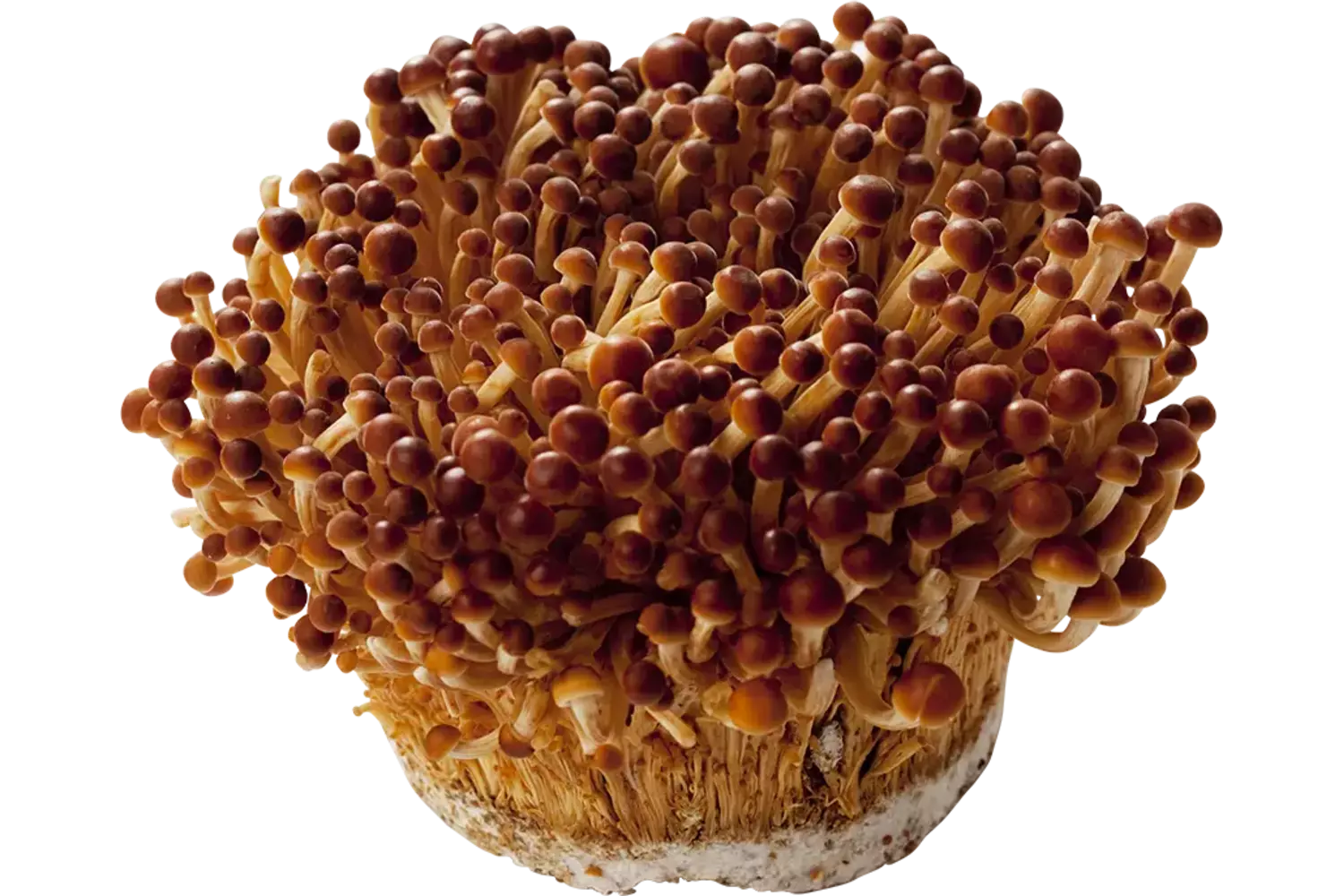Enoki golden 250gr