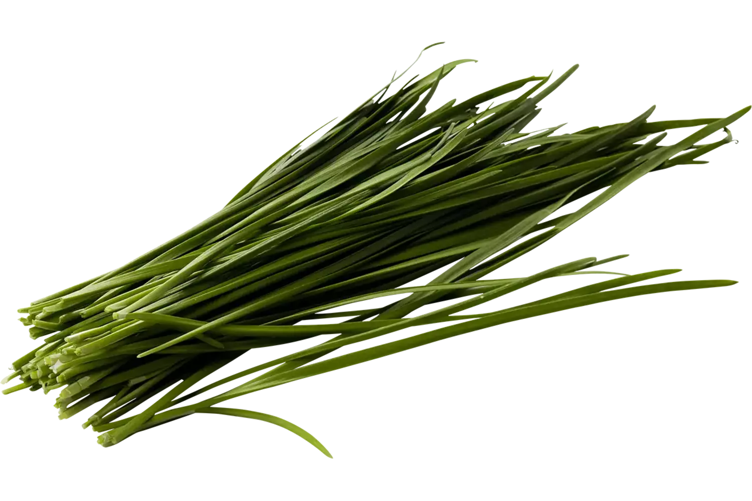 Knoflook bieslook 75-80gr stuk
