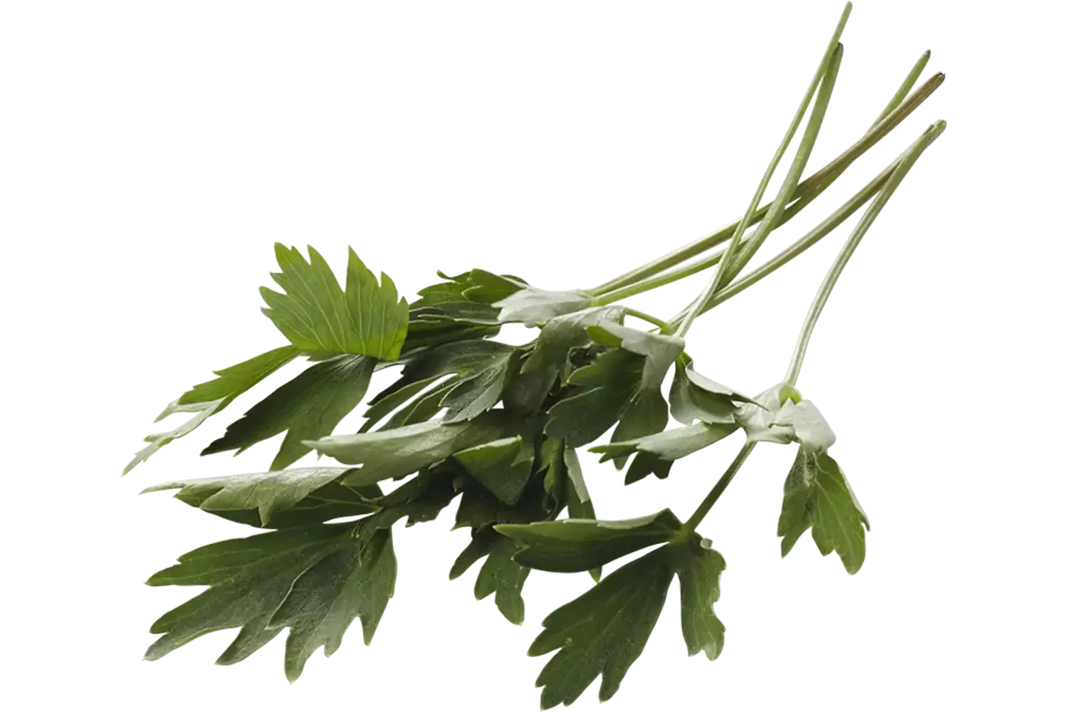 Lovage bundle 75-80gr crade 15 pieces