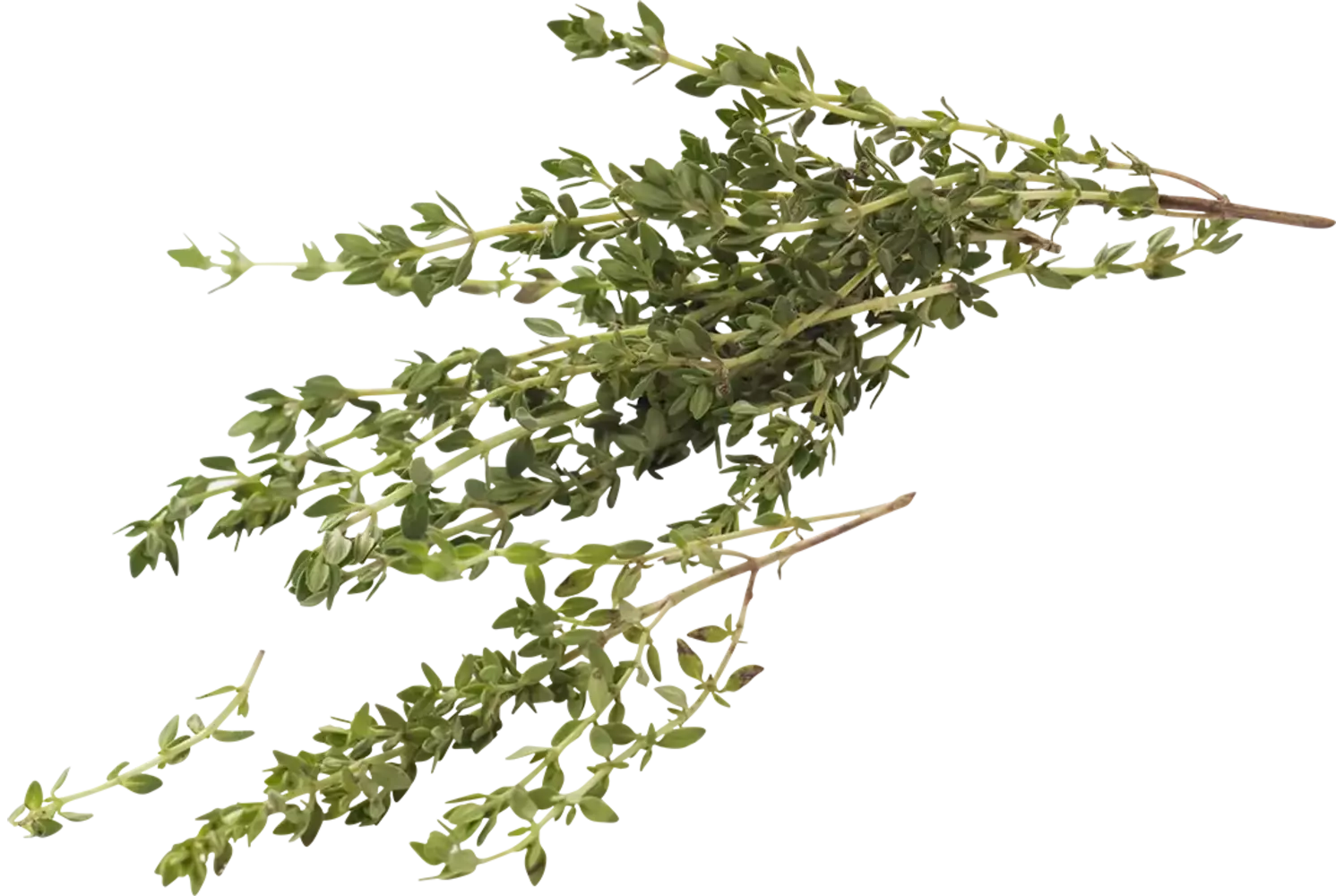 Lemon Thyme 75-80gr crade 15 pieces
