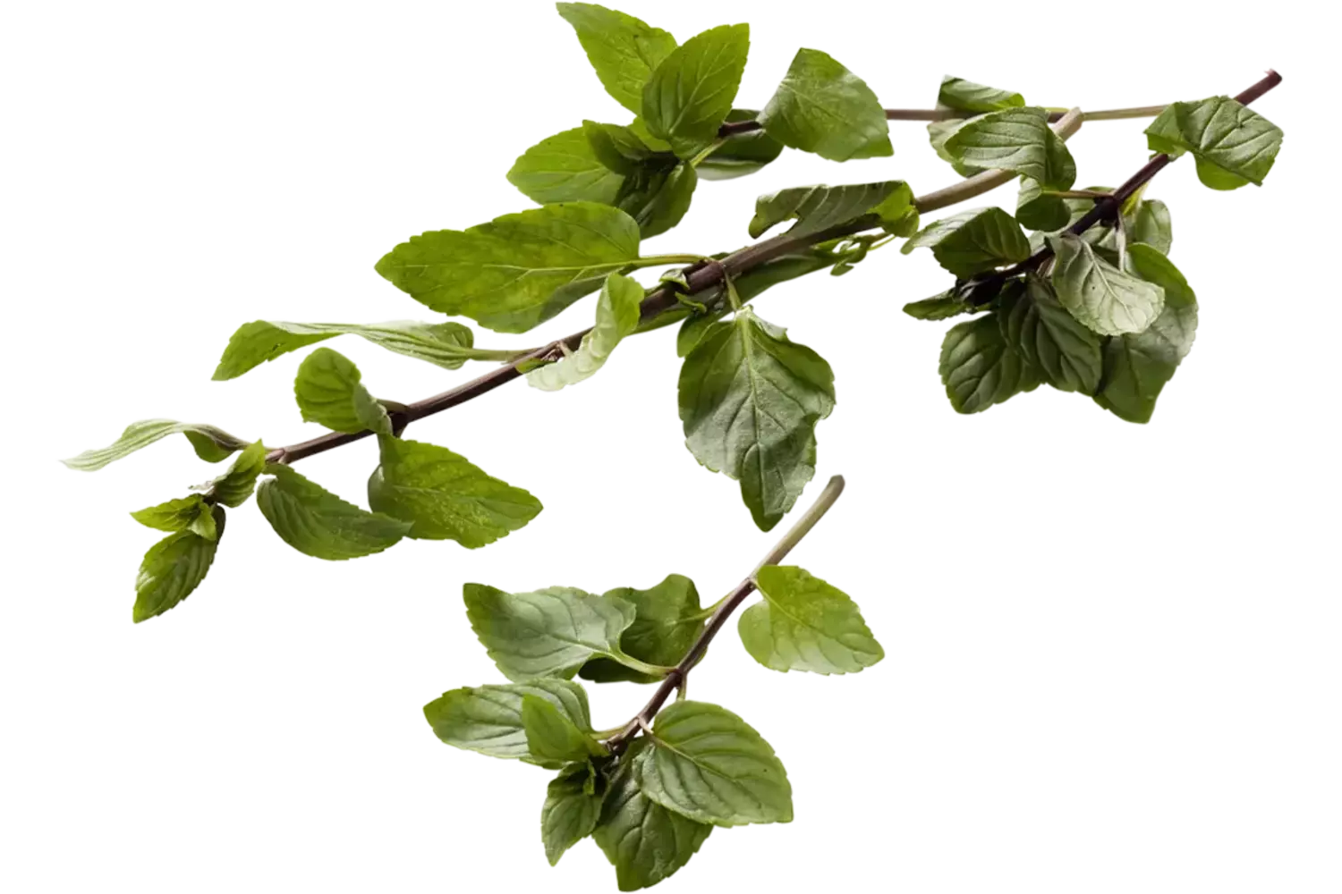 Bergamot mint 25gr stuk