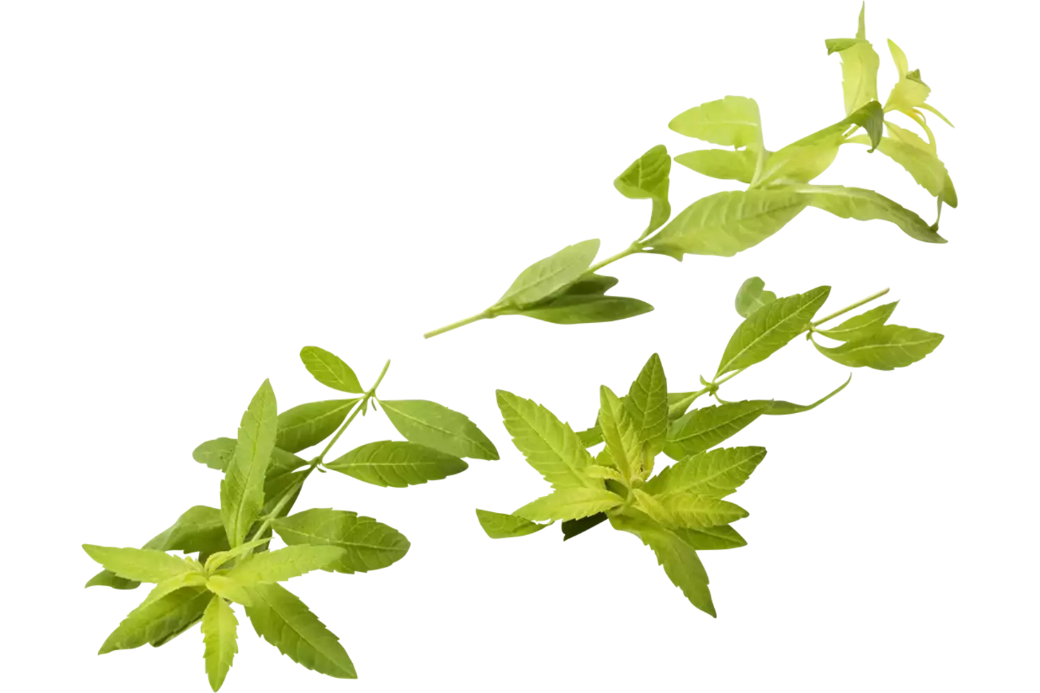 lemon verbena vervienne piece