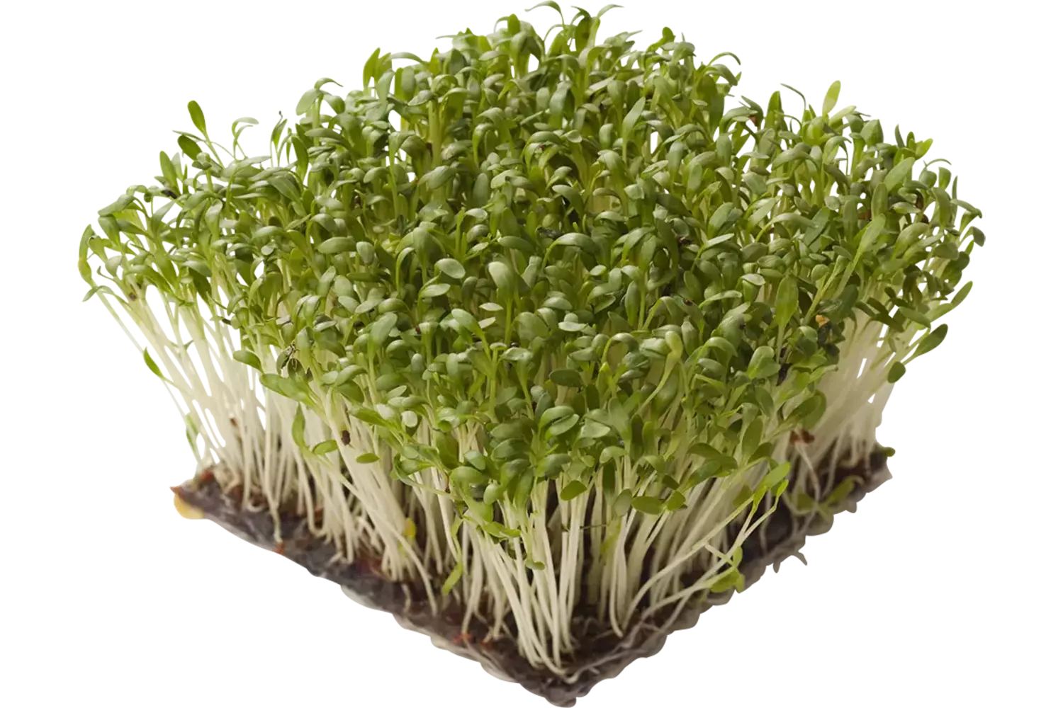 Belgium cress crade 12 pieces