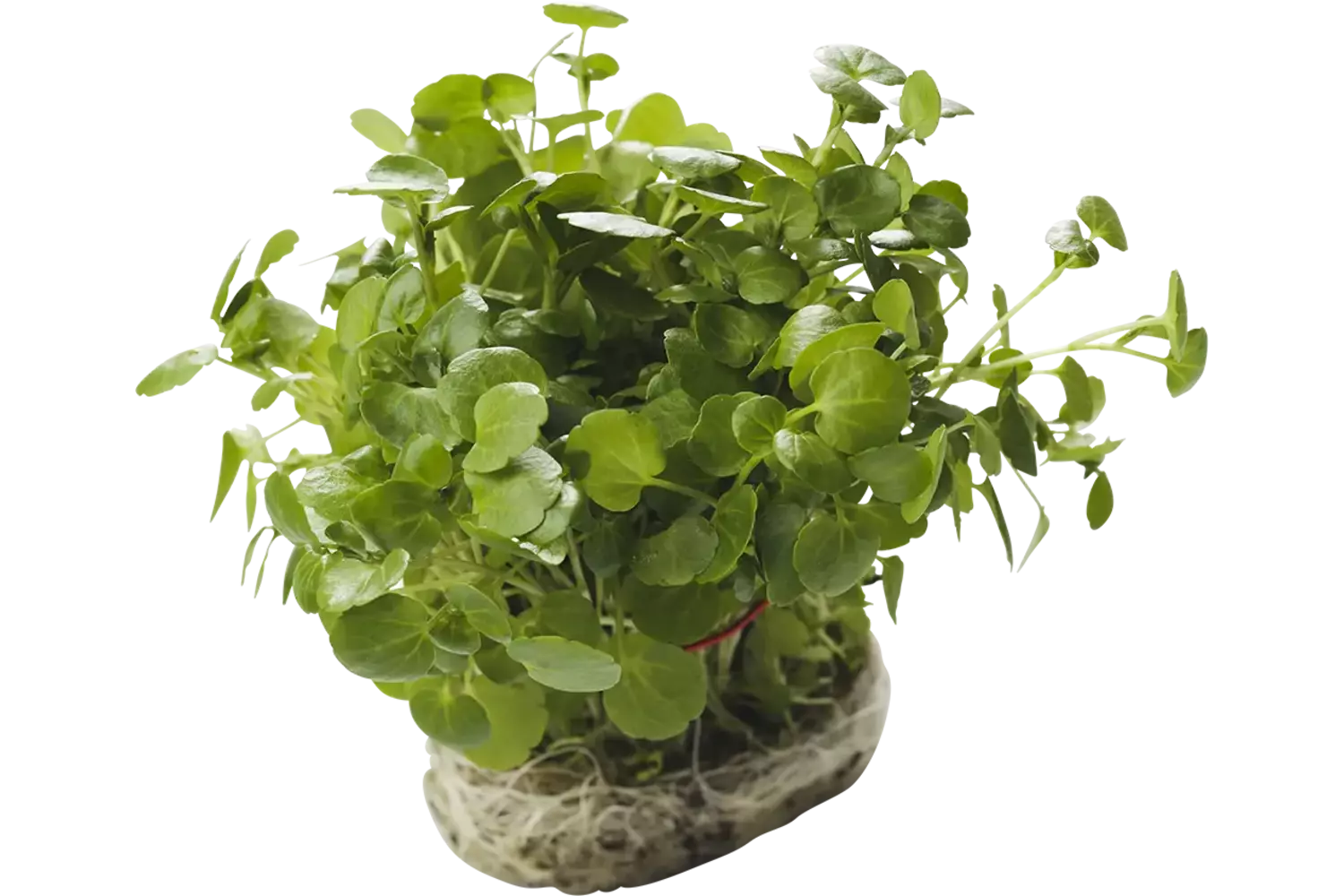 Watercress bundle piece