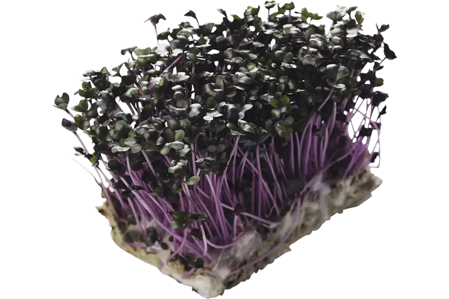Purper cress kist 18 stuks
